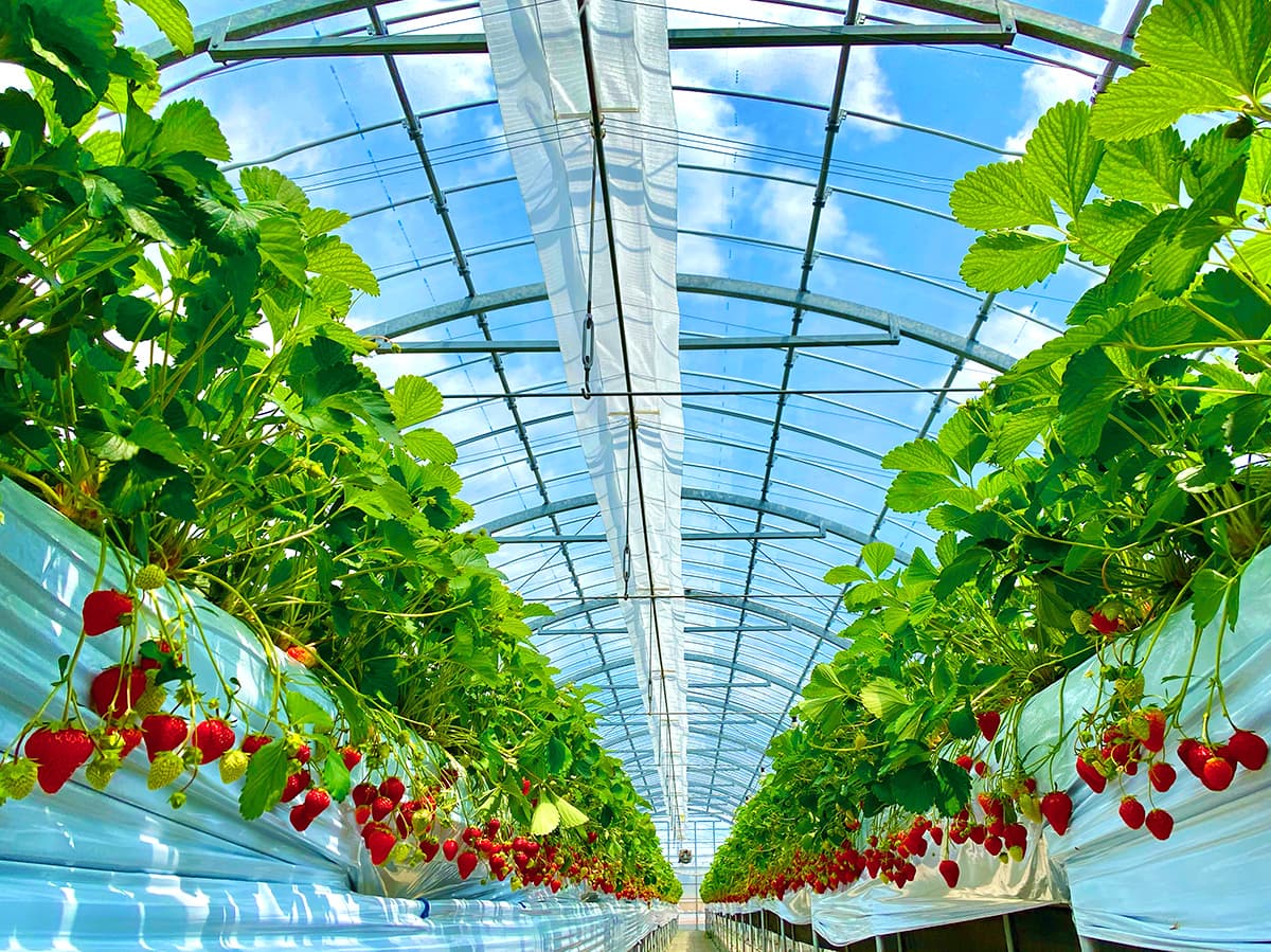 いちご狩り写真